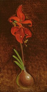 Amaryllis Formosissima, 1808
